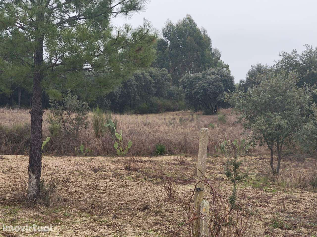 Terreno rustico com cultura arvense,montado de sobreiros, pinhal e pas - Grande imagem: 4/16