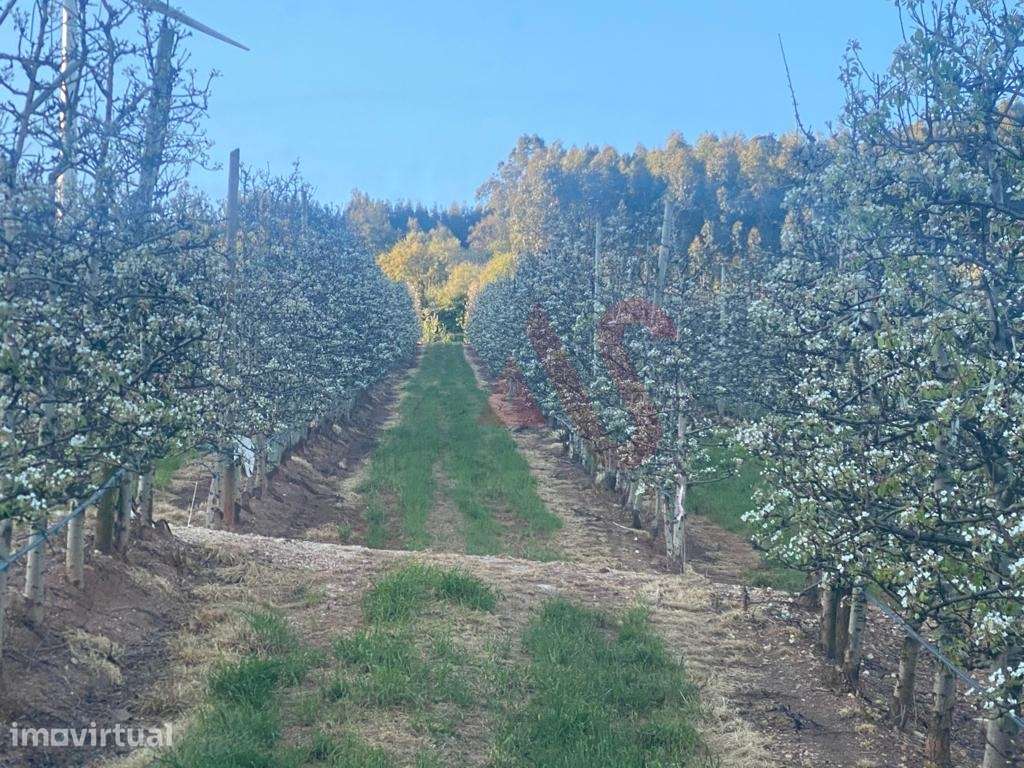 Quinta com 10 hectares em Alguber, Cadaval - Grande imagem: 4/15