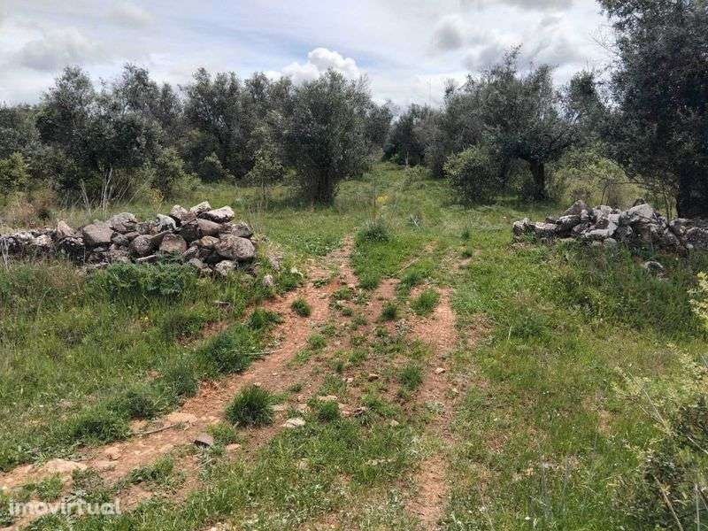 Olival tradicional em Vila boim, Elvas - Grande imagem: 2/5