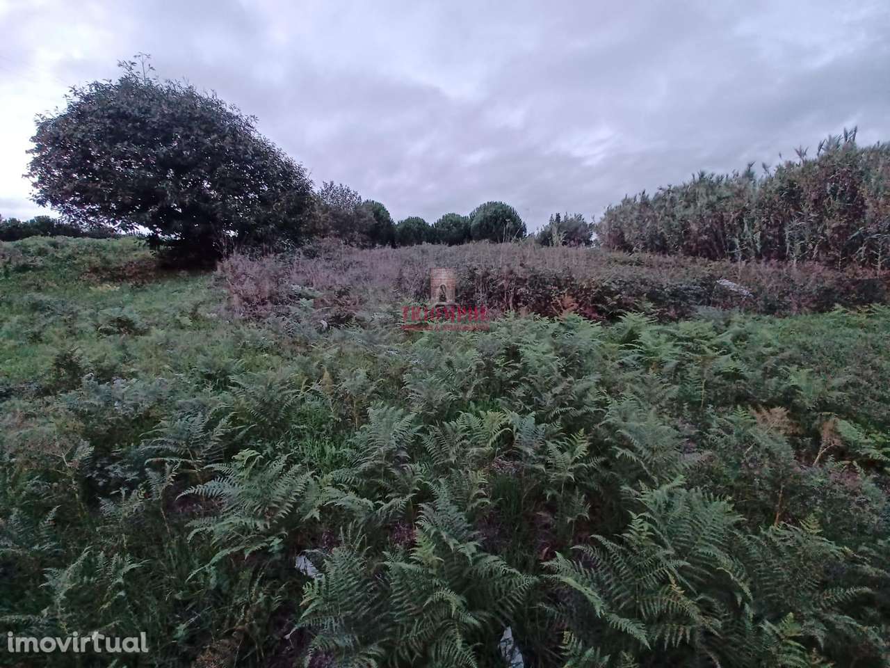 Terreno Rústico 11.500m2, Batalha - Grande imagem: 2/9