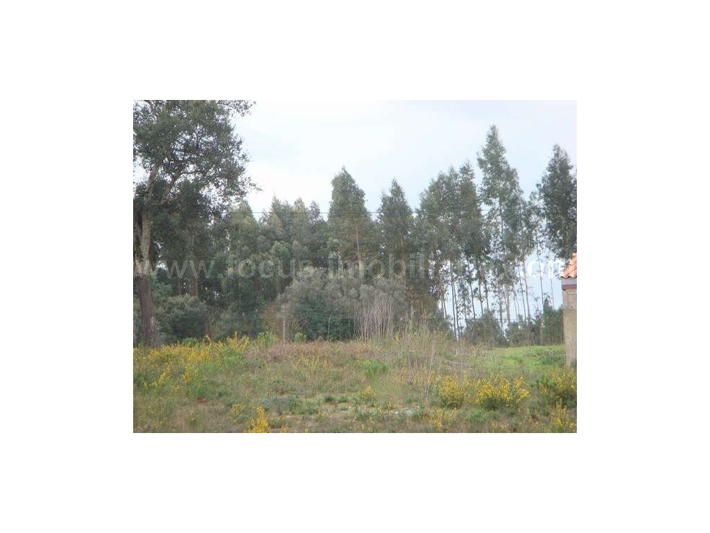 Terreno para venda Amoreira da Gândara - Grande imagem: 3/3