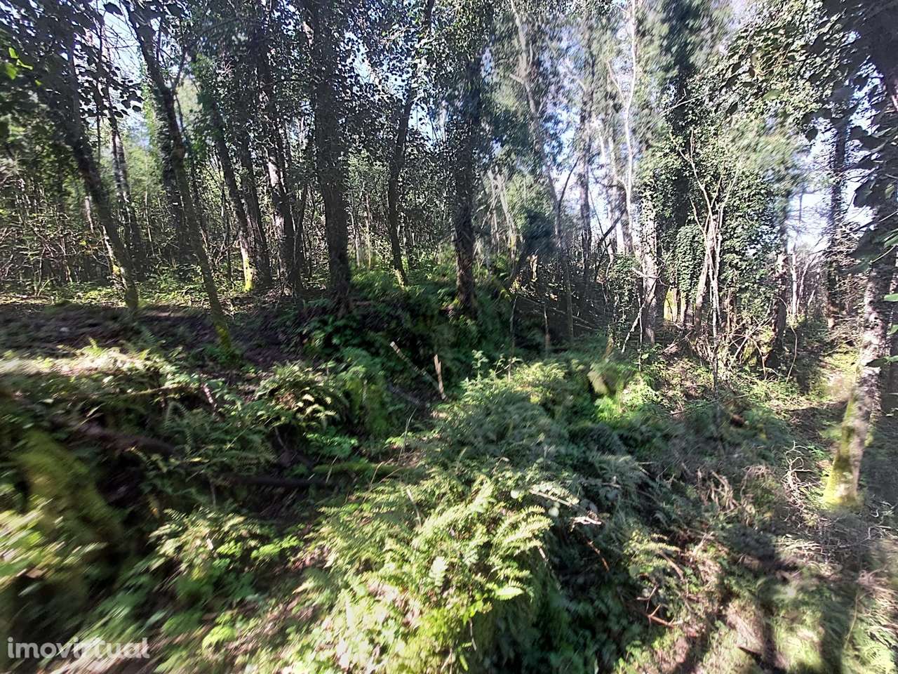 Quinta  Venda em Rio Torto e Lagarinhos,Gouveia - Grande imagem: 5/23