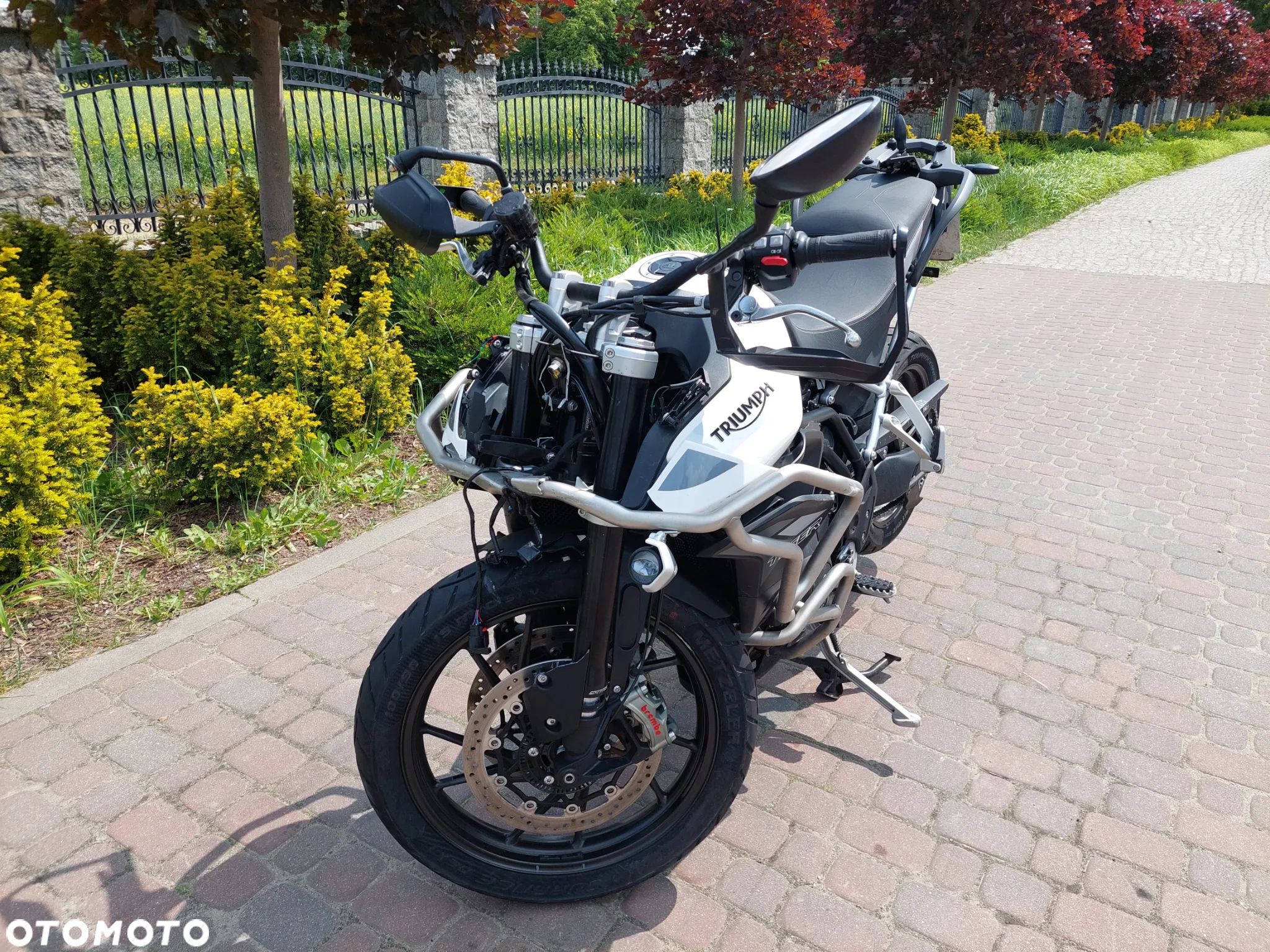 Triumph Tiger - 1