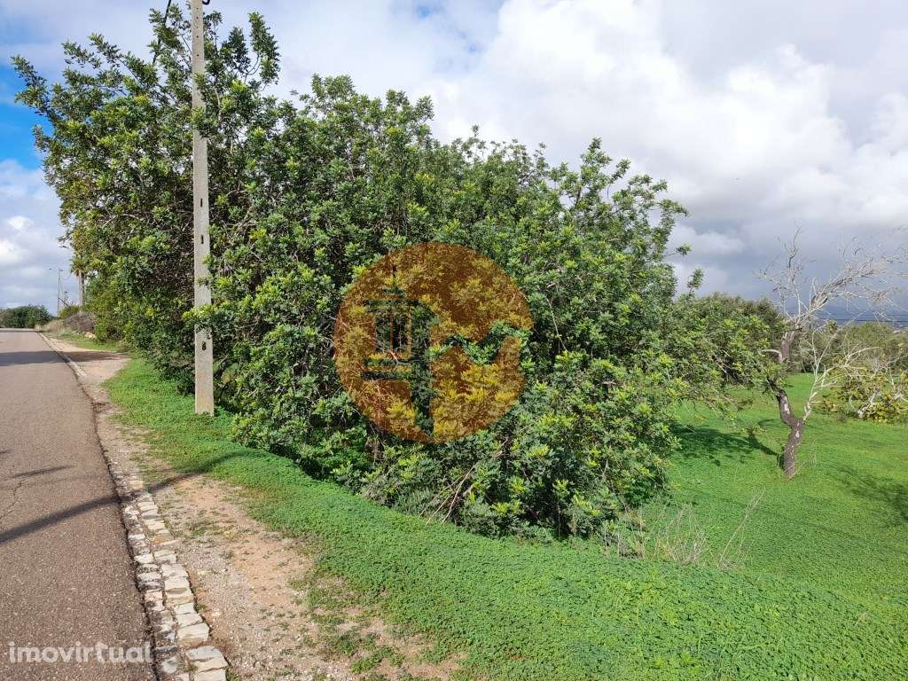 Belíssimo terreno rústico, extenso e plano, com pomar de amendoeiras - Grande imagem: 2/2