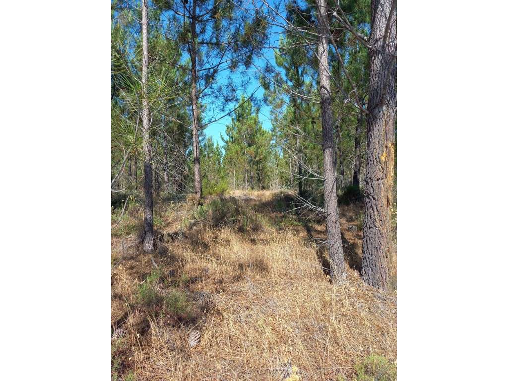 Excelente Propriedade - Grândola - Grande imagem: 4/5