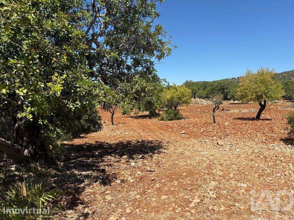 Terreno Agrícola em Conceição e Estoi - Grande imagem: 2/4