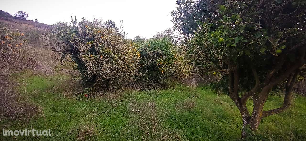 Terreno Rústico  Venda em Igreja Nova e Cheleiros,Mafra - Grande imagem: 4/24