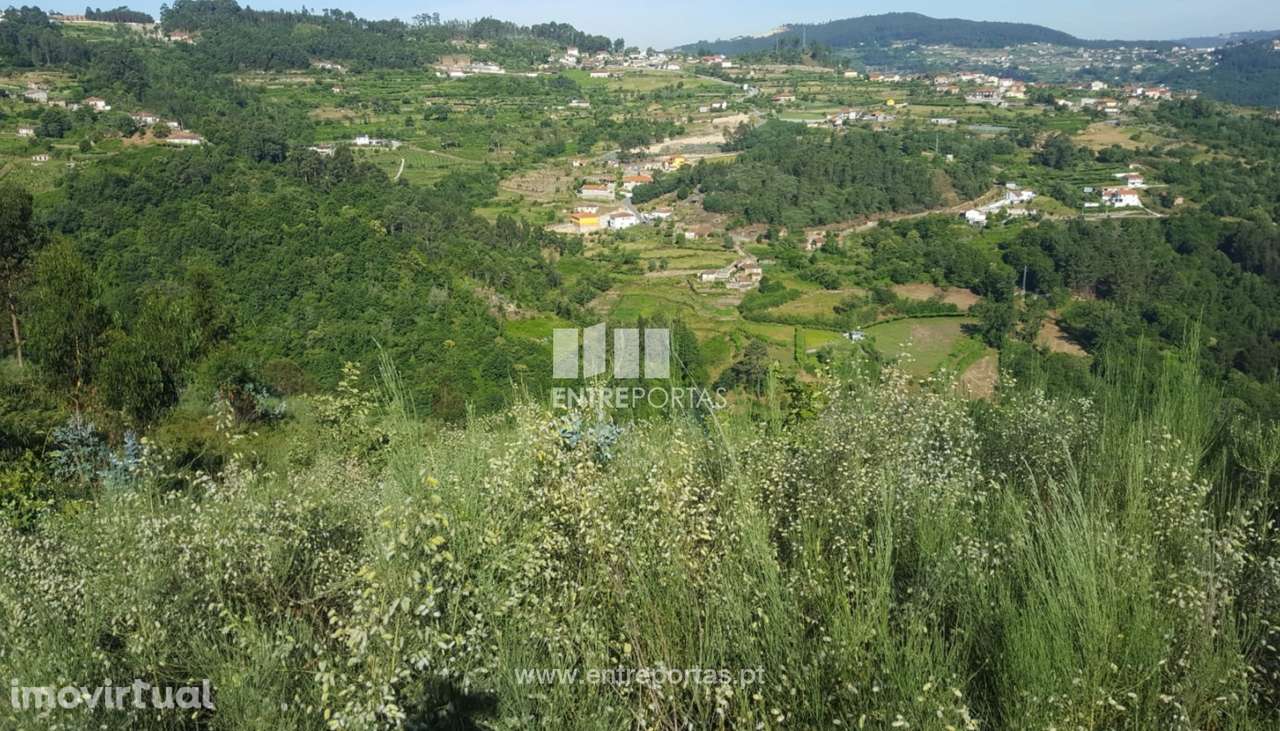 Venda de Terreno c/ 13700 m2, Tarouquela, Cinfães - Grande imagem: 5/32