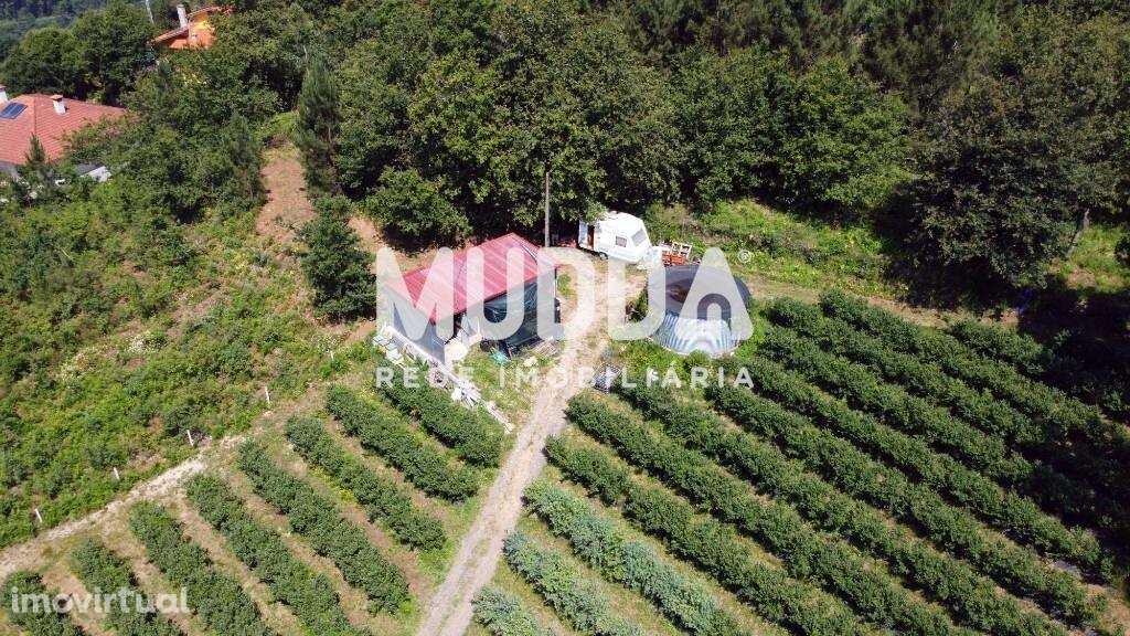 Trespasse de exploração de mirtilos, Rocas do Vouga, Sever do Vouga - Grande imagem: 4/21