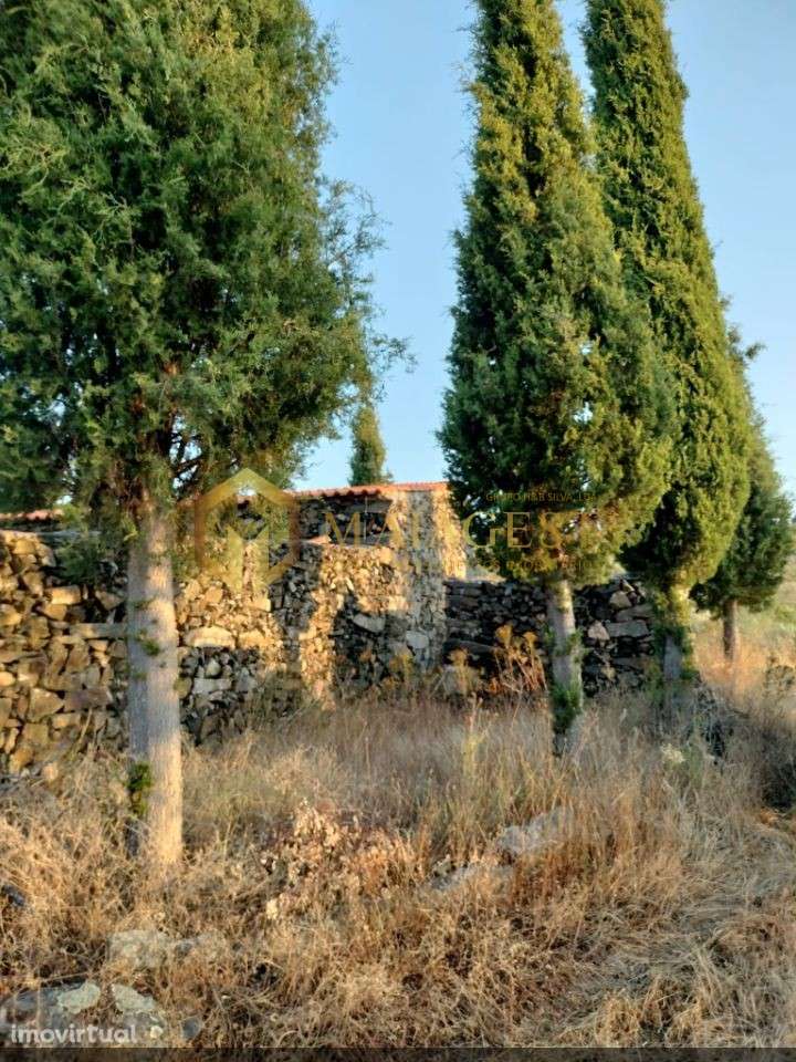 Terreno Agrícola para produção de Vinho - Grande imagem: 3/20