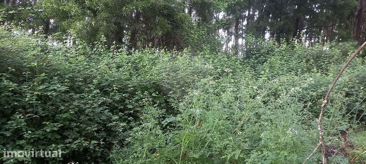 Terreno  para venda - Grande imagem: 3/4