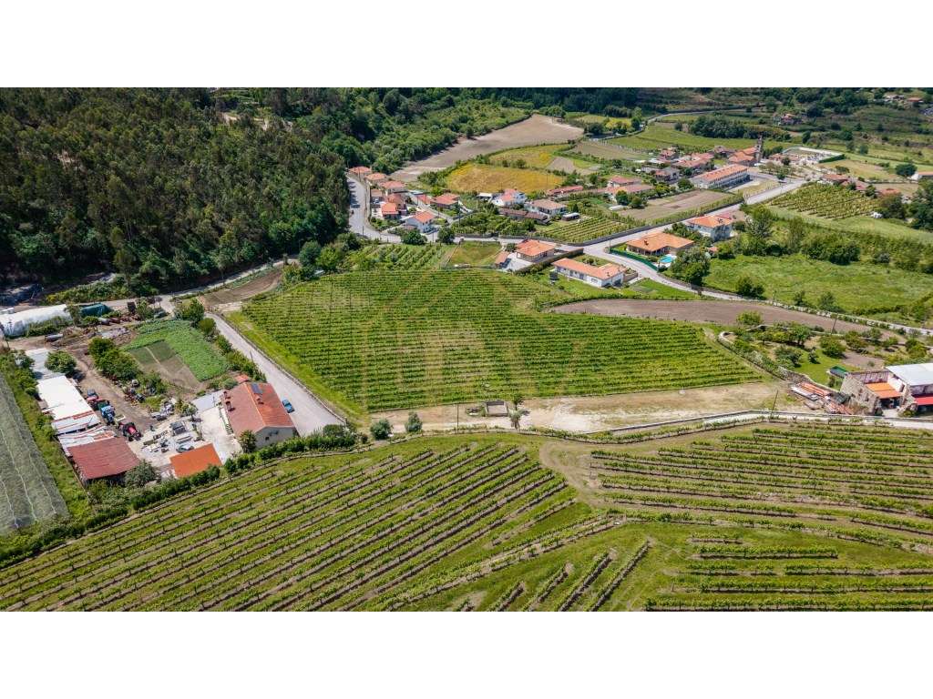 Quinta | Natureza, Vinha e Potencial de Desenvolvimento - Grande imagem: 5/10