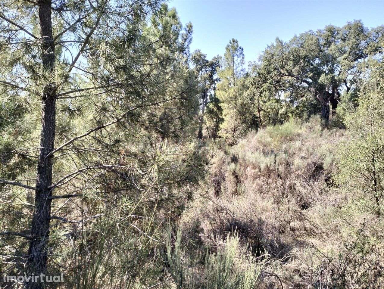 Terreno Rústico / Fundão, Pêro Viseu - Grande imagem: 2/5