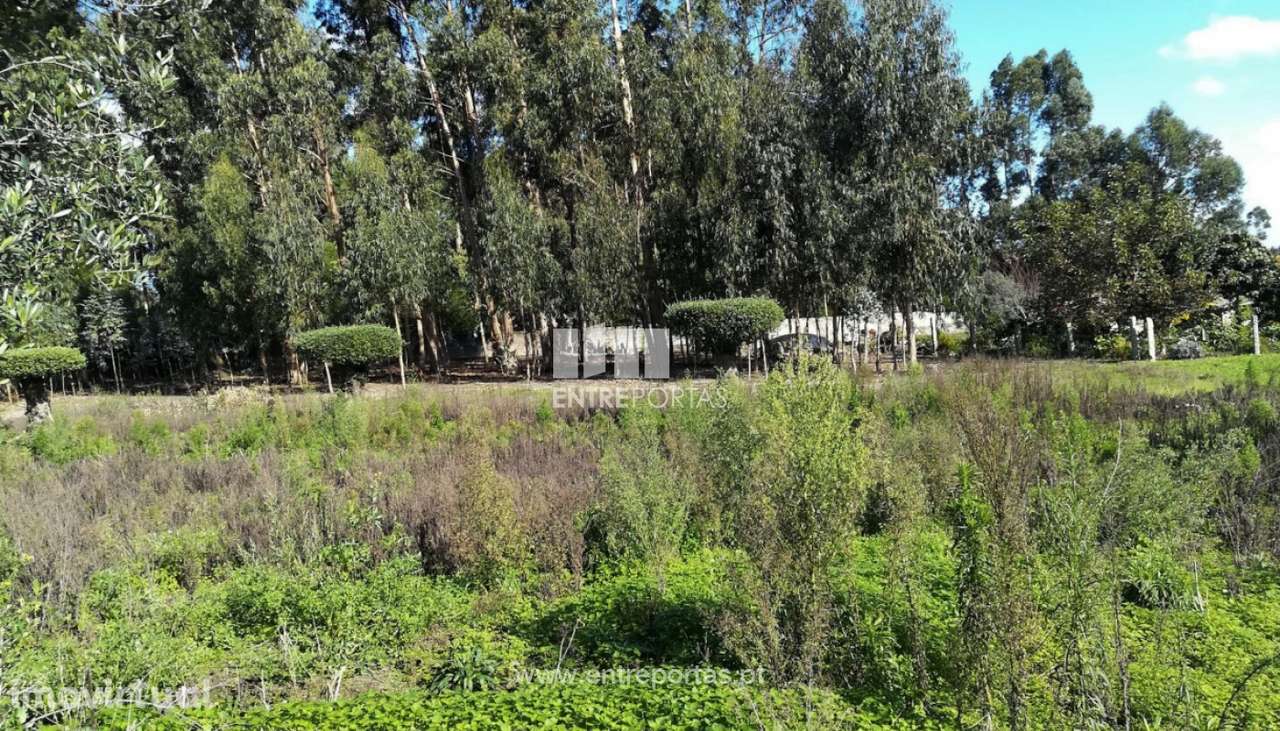 Venda de quintinha para restauro, Cardielos, Viana do Castelo - Grande imagem: 4/30