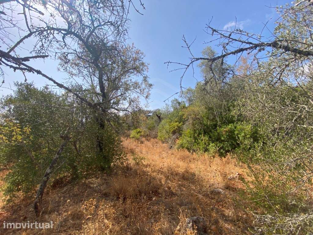 Lote de Terreno Rústico no Serro dos Passarinhos, Loulé, Algarve - Grande imagem: 3/11
