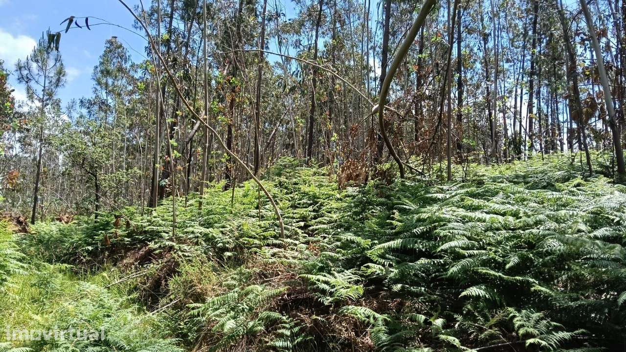 Terreno Agroflorestal de Grande Potencial - Grande imagem: 2/2