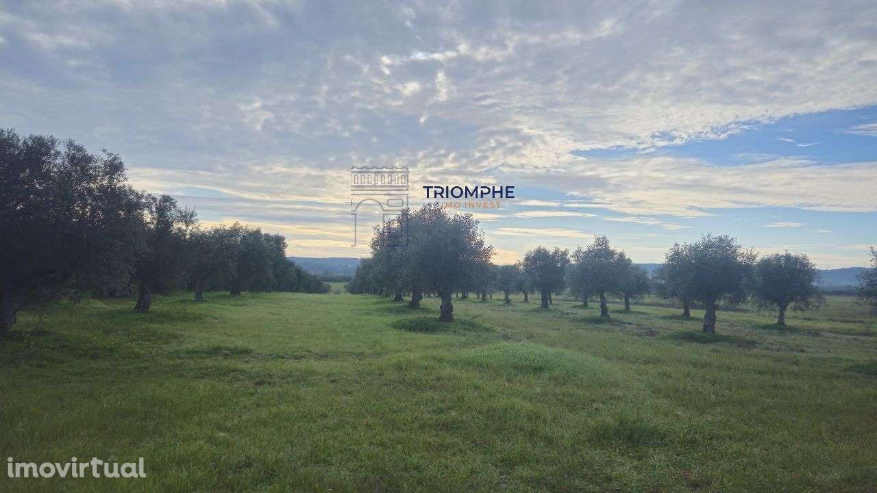Terreno rústico 2.9000m2, Montalvo, Constância - Grande imagem: 3/8