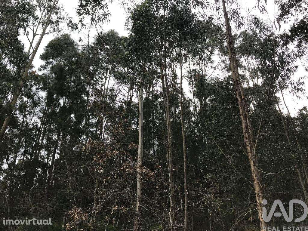 Terreno em Santiago e São Simão de Litém e Albergaria dos Doze de 1480 - Grande imagem: 4/18