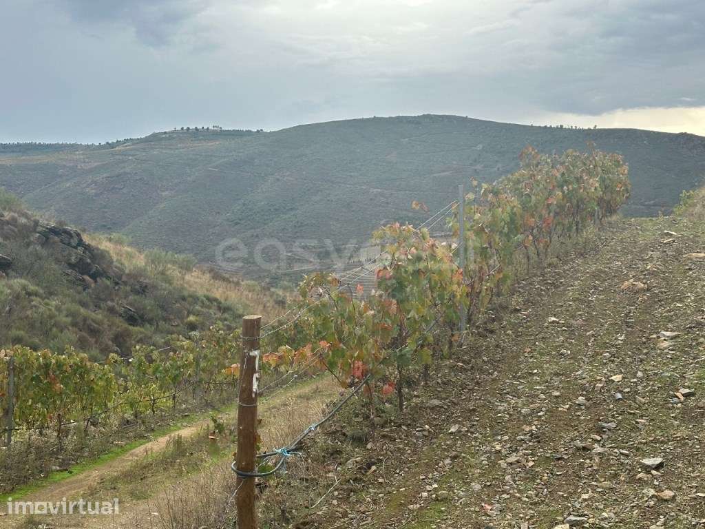 'Quinta de 16 Hectares no Coração do Parque Natural do Douro, em Fr... - Grande imagem: 3/19