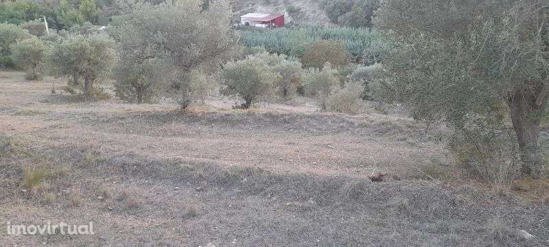 Vende-se olival 2.5ha - Grande imagem: 3/8