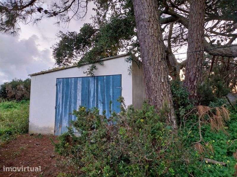 Terreno com árvores fruto - Grande imagem: 3/8