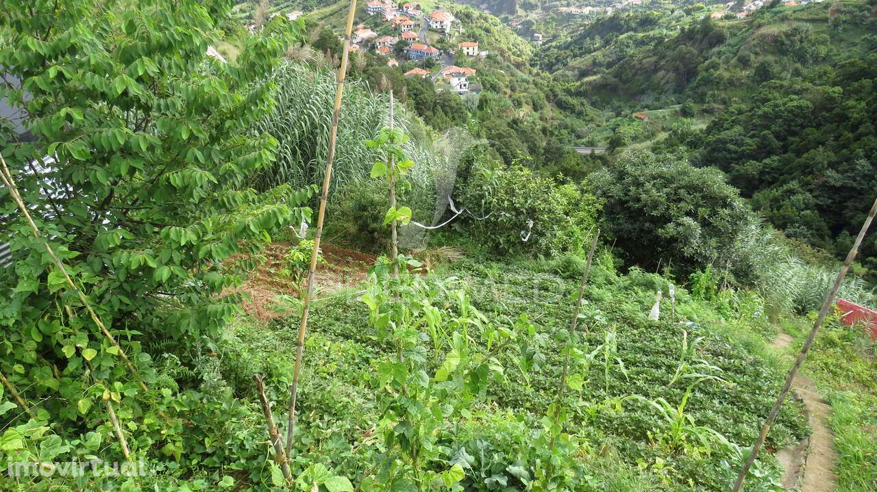 TERRENO E PALHEIRO NO PORTO DA CRUZ COM 3.740M2 - Grande imagem: 5/6