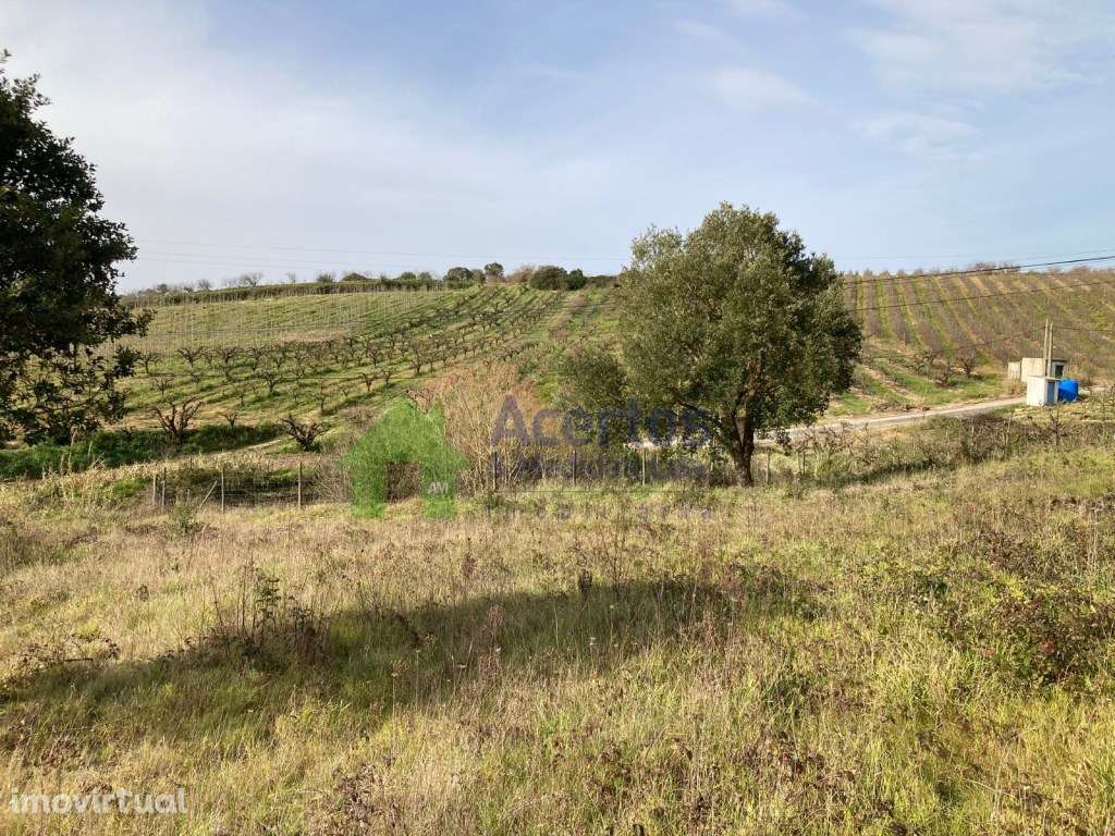 TERRENO DELGADA - BOMBARRAL - Grande imagem: 5/9