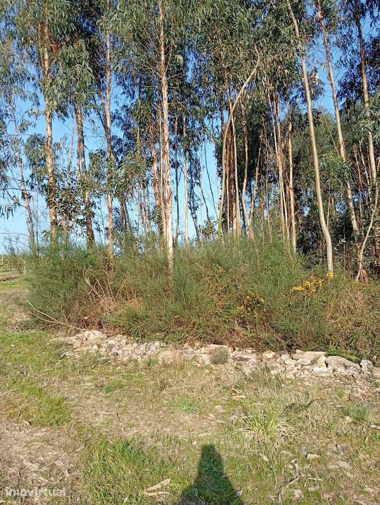 Terreno Rústico em Valongo com Vista Campestre - Grande imagem: 4/6