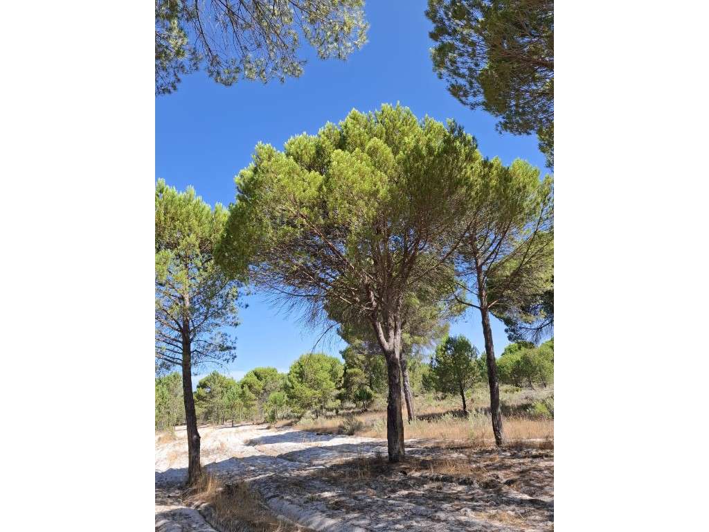 Excelente Propriedade - Grândola - Grande imagem: 3/5