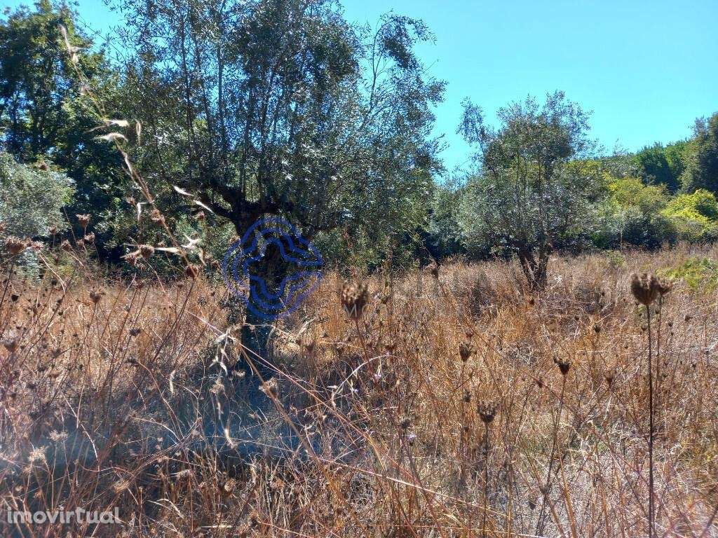 Terreno agrícola com uma ribeira a 10 minutos de Dornes - Grande imagem: 5/16