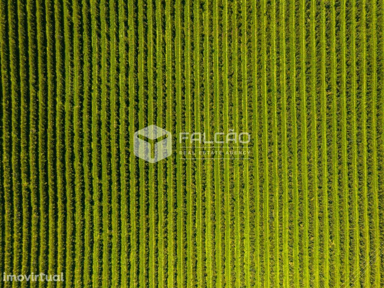 Terreno Rústico  Venda em Almoster,Santarém - Grande imagem: 2/29