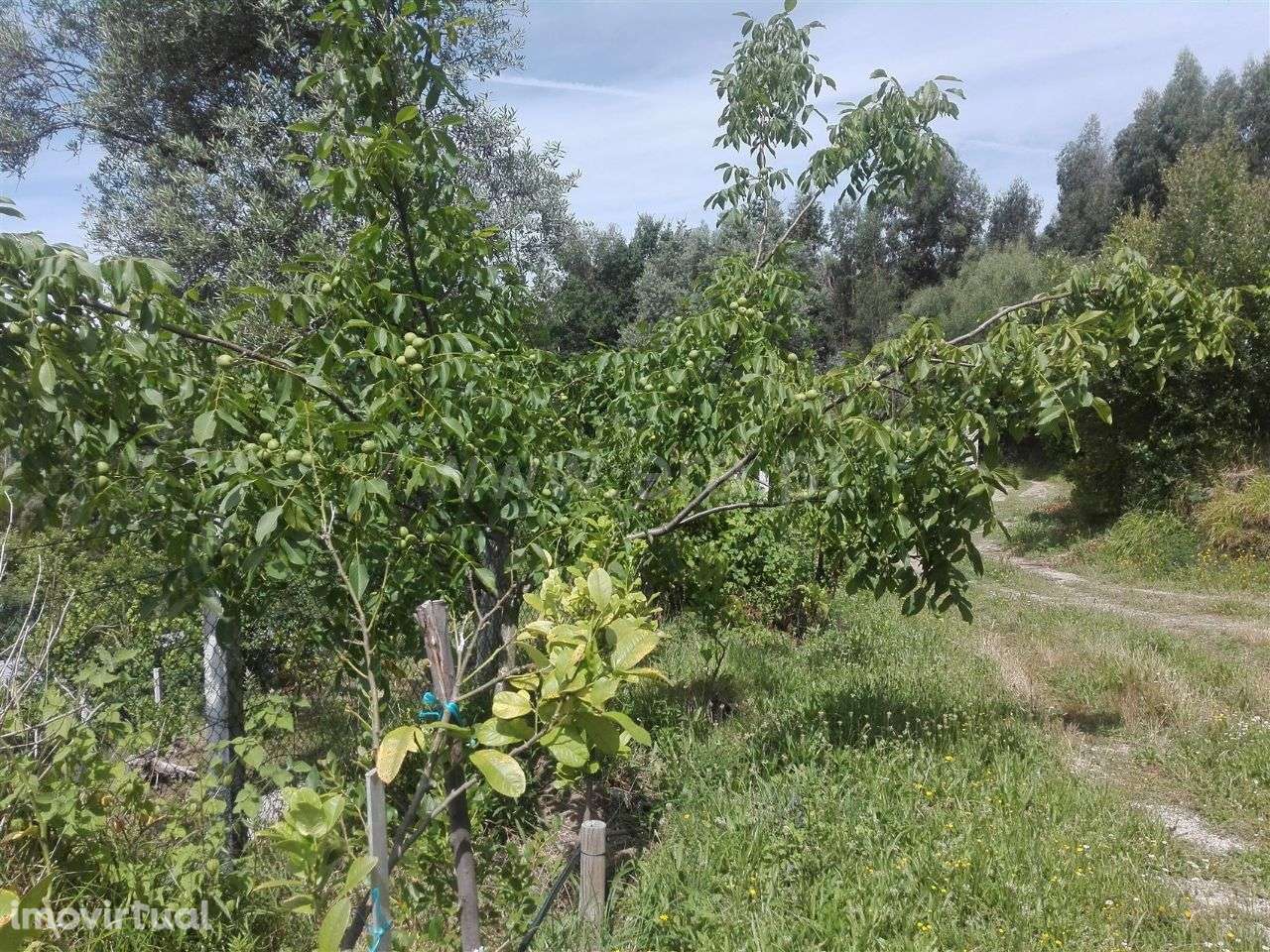 Quinta - Grande imagem: 2/20