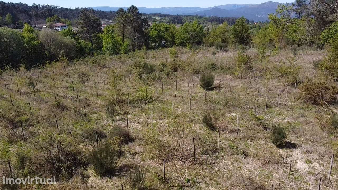 Terreno – Vouzela - Grande imagem: 3/19