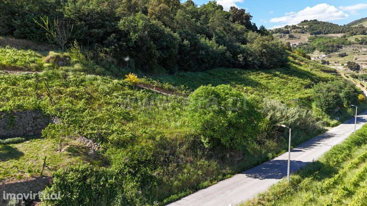 Terreno / Mesão Frio, Barqueiros - Grande imagem: 3/20