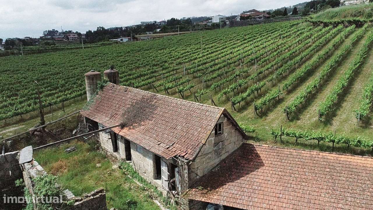 Quinta com Vinha em Valpedre – Penafiel - Grande imagem: 4/9