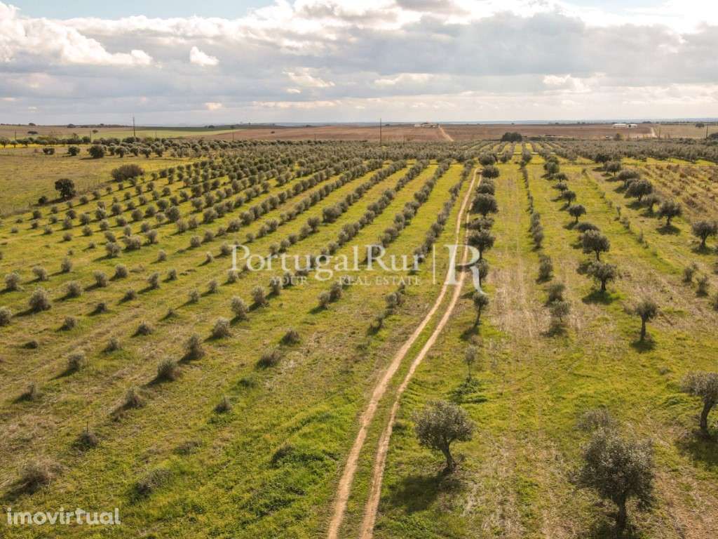 Terreno de 7,5ha com olival e ruína - Grande imagem: 2/17