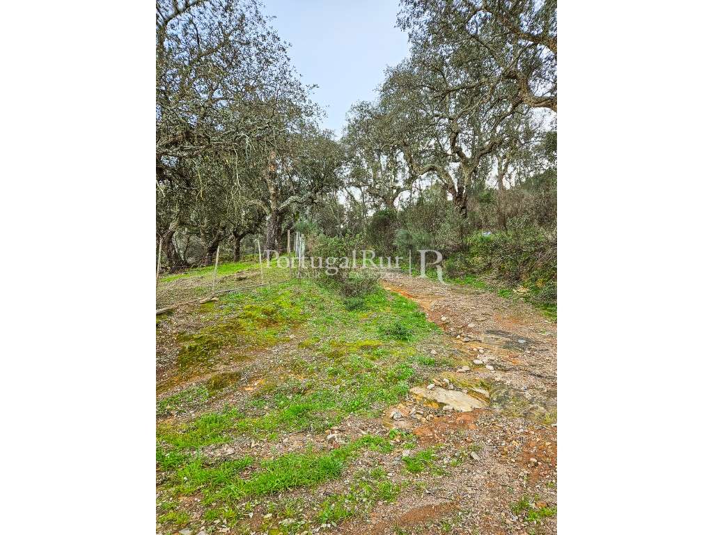 Quintinha com 10 hectares na Serra de S. Mamede - Grande imagem: 4/19