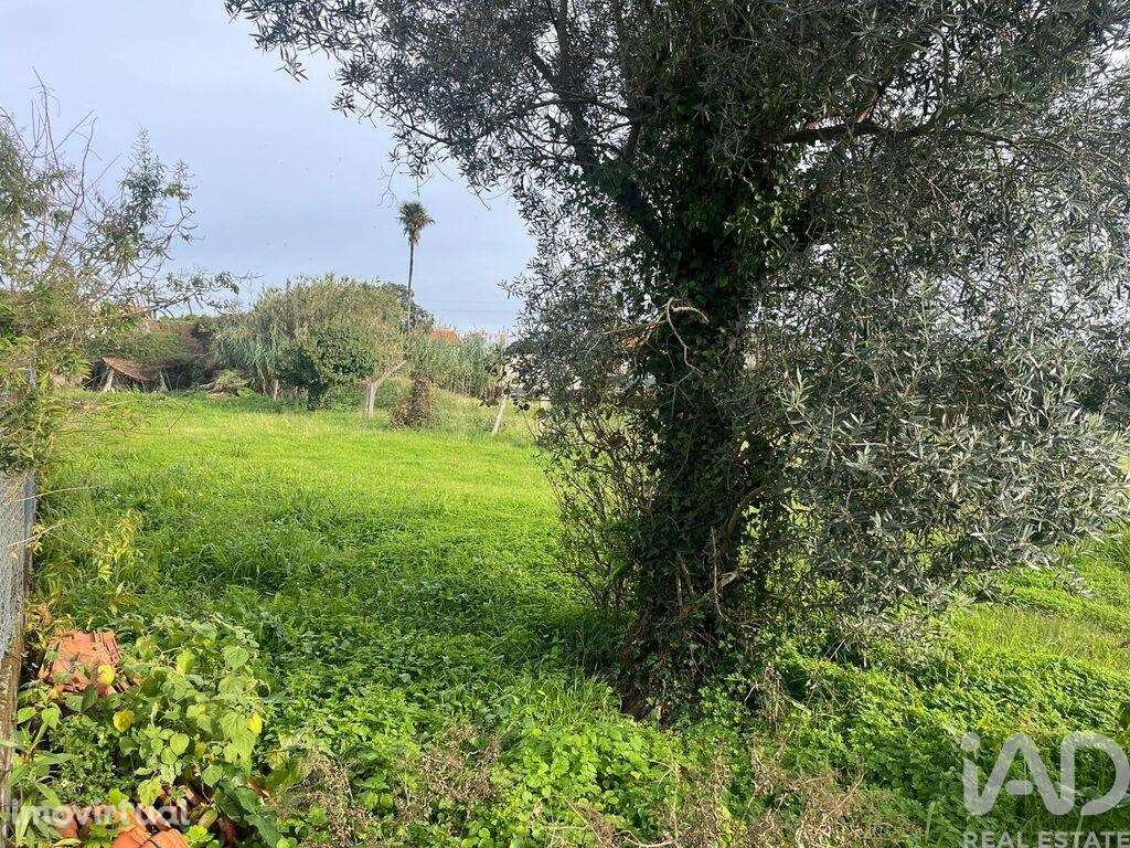Terreno Agrícola em Ovar, São João, Arada e São Vicente de Pereira Jus - Grande imagem: 3/11