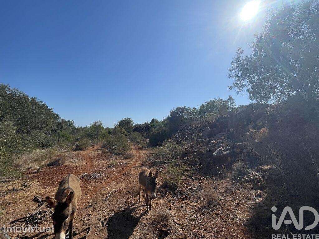 Terreno Agrícola em Silves - Grande imagem: 4/4