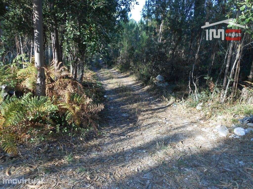 TERRENO RUSTICO COM AREA DE 1950 M2 FRAGOSAS FÁTIMA - Grande imagem: 2/9