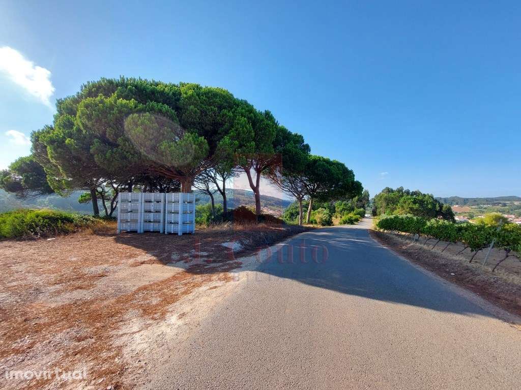 Terreno Rústico com 9.630 m² em A-Dos-Francos, Caldas da Rainha - Grande imagem: 3/16