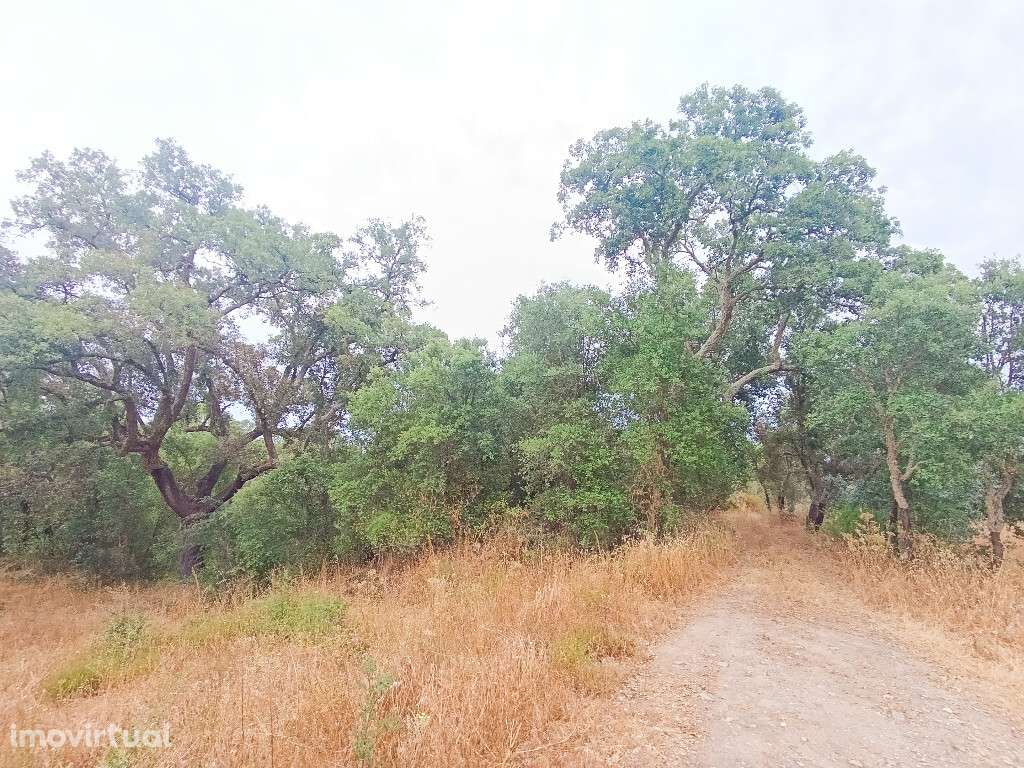 Quinta / Herdade em zona de Mouriscas, Santarém - Grande imagem: 5/20
