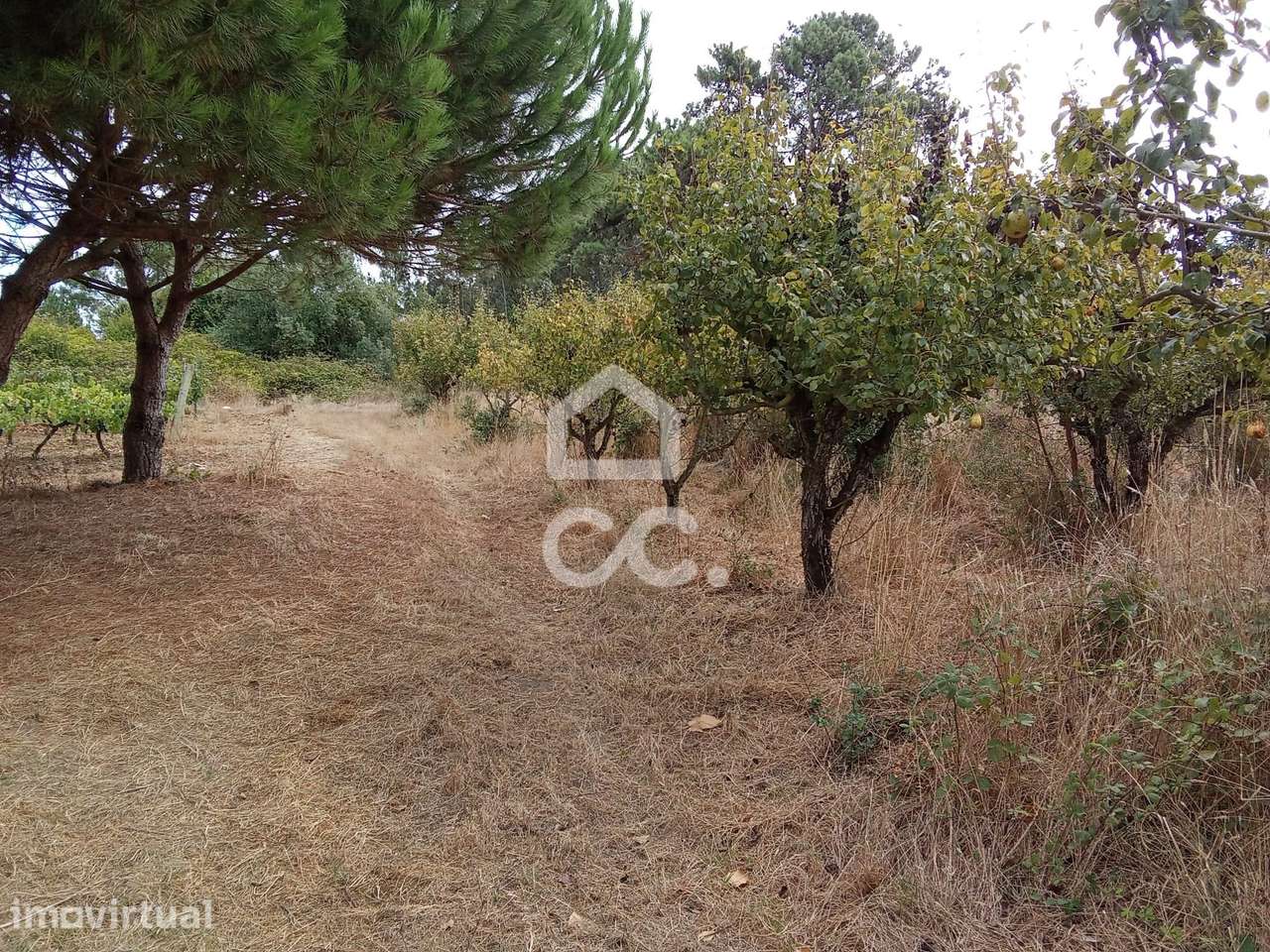 Fantástico terreno agrícola, localizado na freguesia de Roliça, no con - Grande imagem: 5/27