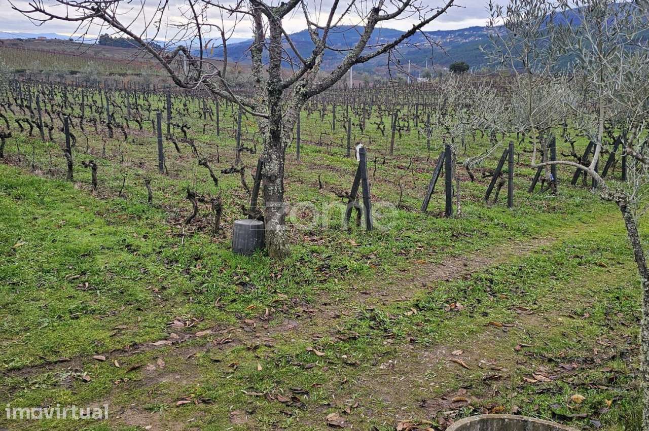 Terreno Agrícola – 30700 m² – Vilar de Maçada, Alijó - Grande imagem: 4/15