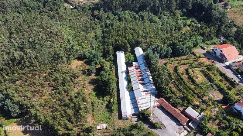 Vendo Monte, Armazem e Terras - Grande imagem: 2/5