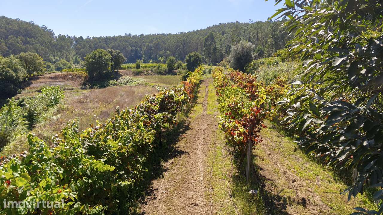 Terreno em Dornelas; Amares - Grande imagem: 4/13