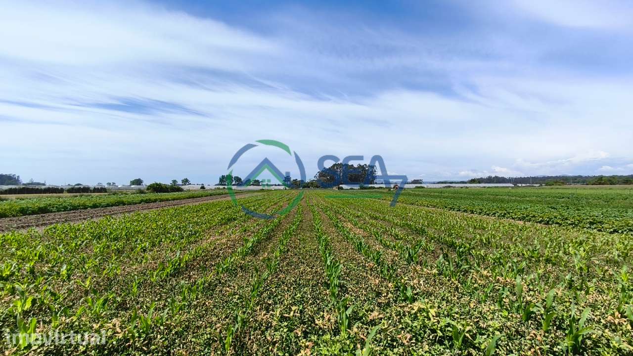 Terreno Agrícola, Apúlia - Grande imagem: 3/11