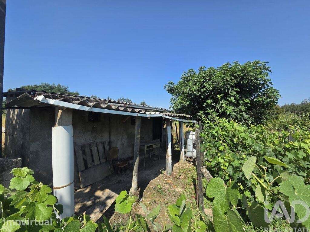 Terreno Agrícola em Santa Comba Dão e Couto do Mosteiro - Grande imagem: 5/10
