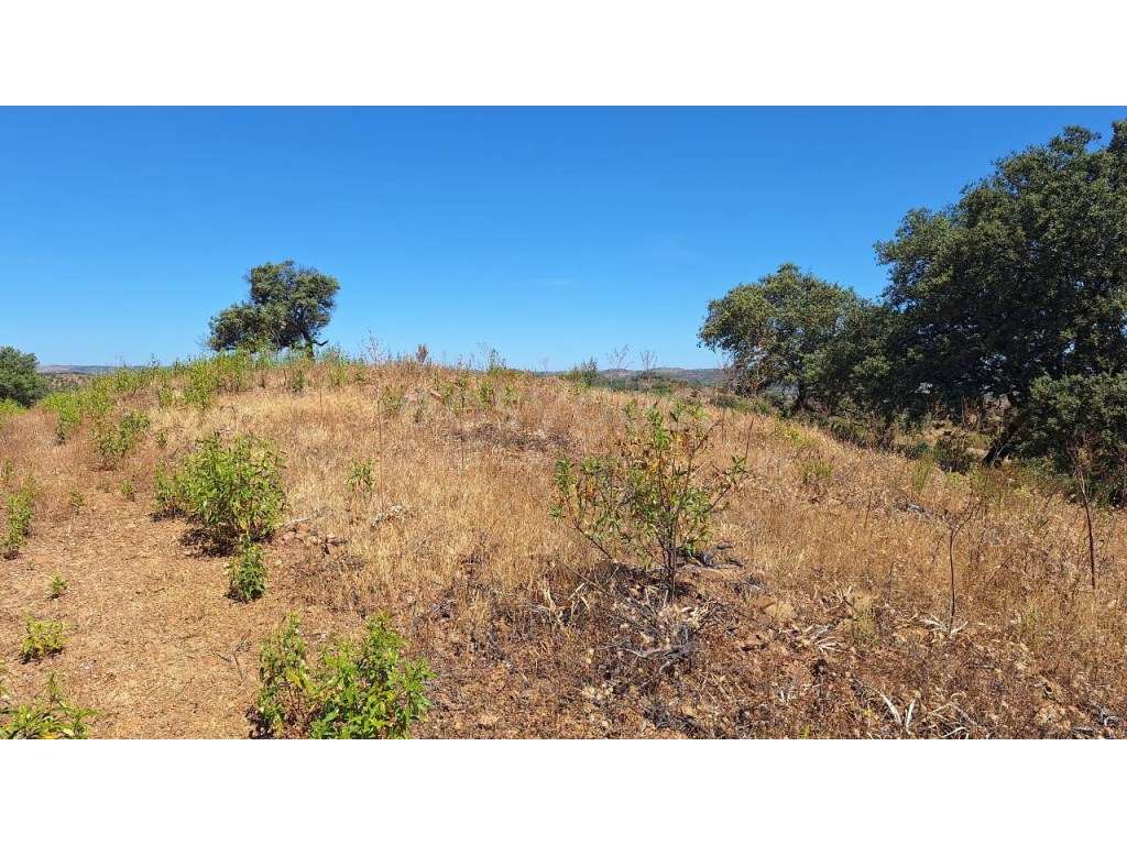 Terreno com eira, alfarrobeiras e vinha - Corujos, Azinhal - Grande imagem: 2/27
