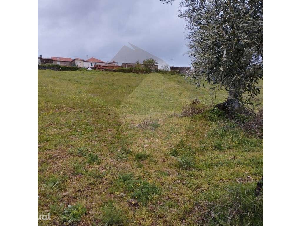 Terreno - Mogadouro - Grande imagem: 2/12